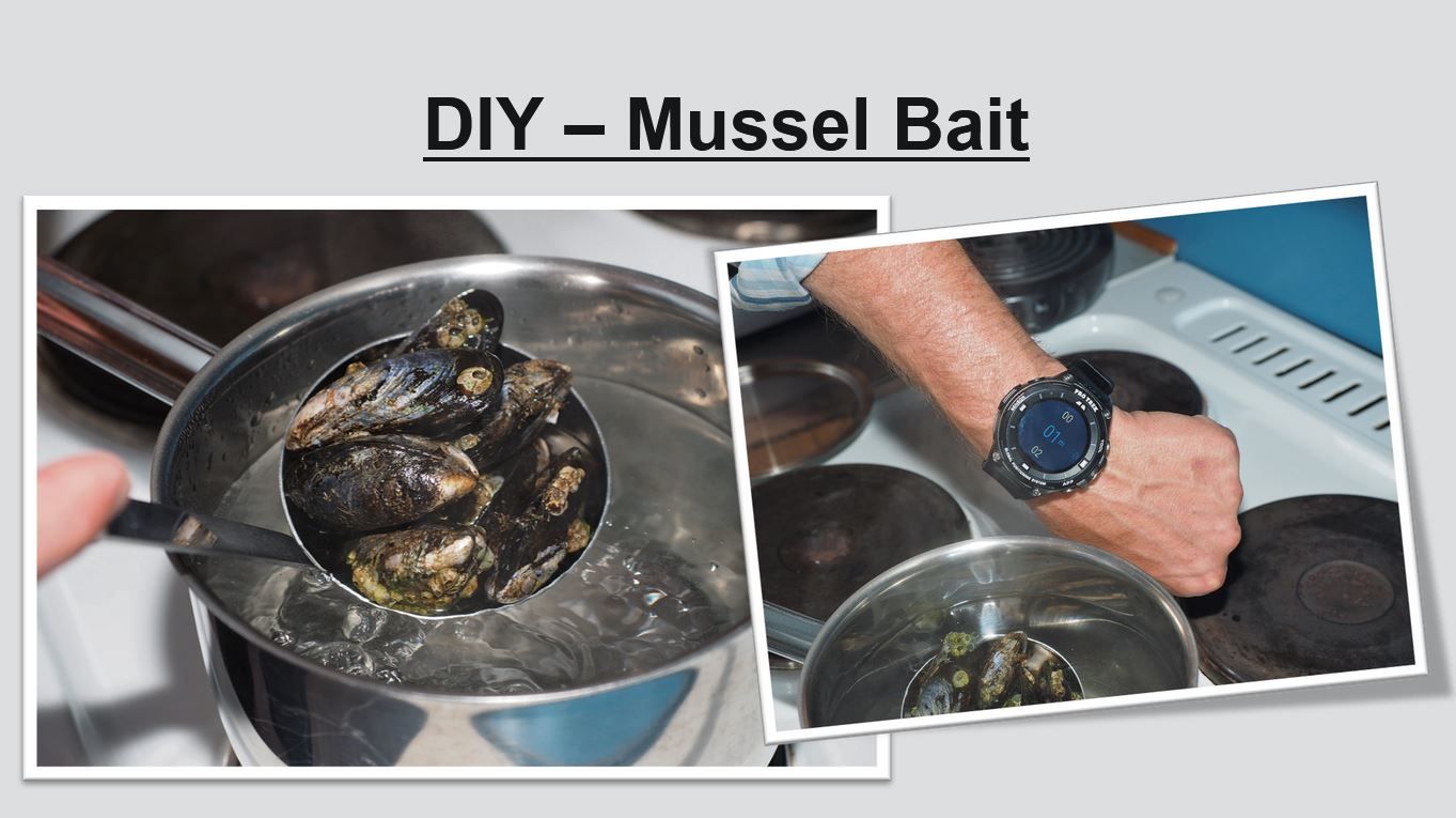 Präsentation - Mussels as bait
