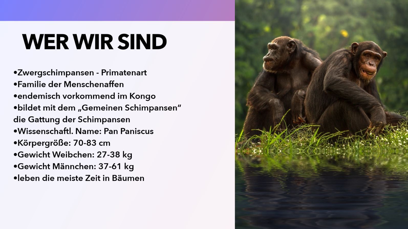 Präsentation - Bonobos