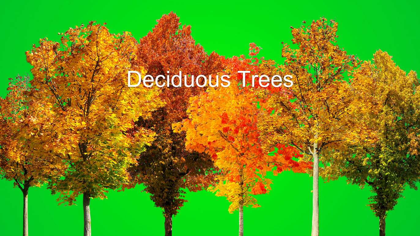 Präsentation - Deciduous trees